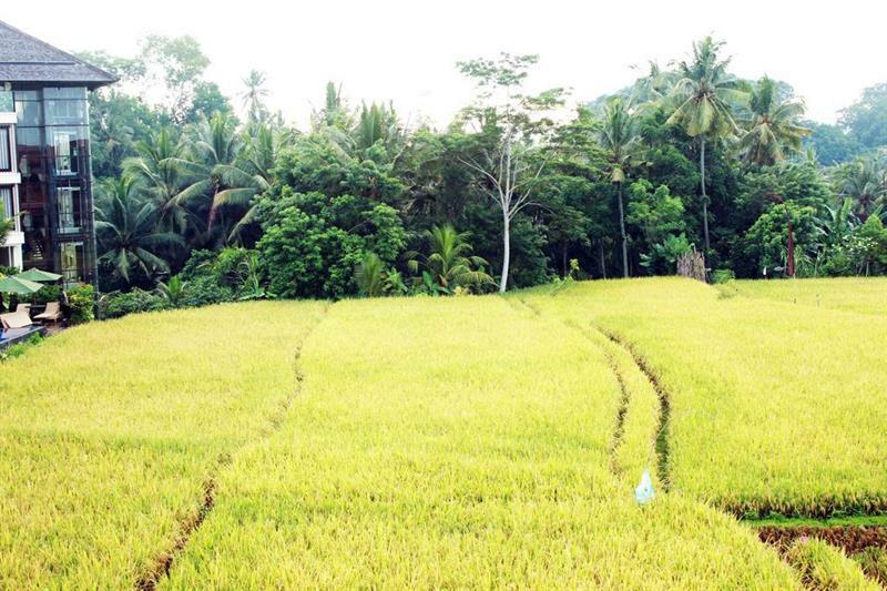 Bening Bungalow Ubud Kültér fotó